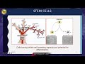 harnessing the potential of mesenchymal stem cells in the treatment of oral submucous fibrosis