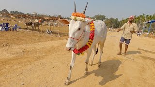 Handsome hallikar male calf of Maruthi