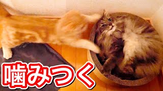 先輩猫にケンカを売りまくる短足マンチカンの子猫。