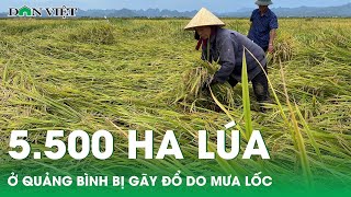 Chuyển động Nhà nông 9/5: Hơn 5.500ha lúa đông xuân sắp đến kỳ thu hoạch ở Quảng Bình bị gãy đổ