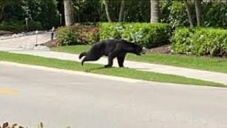 Bear spotted roaming around Naples area