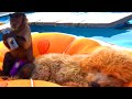 Our Pet Monkey Enjoys A Floatie Ride w/ The Doggo