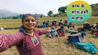 सभी महिलाएं निकली छोटी चाची के गेहूं काटने।। गांव घरों में एक अच्छी रिवाज यह भी।। helpful ladies।।