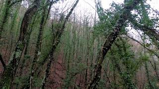 Wild boar hunting in Italy. Caccia al cinghiale in battuta - 1 parte.