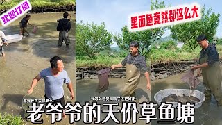 大表哥：老爷爷的天价草鱼塘，里面鱼竟然都这么大？#户外 #viralvideo #捕鱼