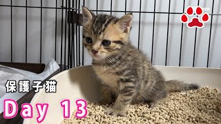 13日目 何日でトイレを覚えた？ トイレを覚えた子猫【瀬戸のここ日記】