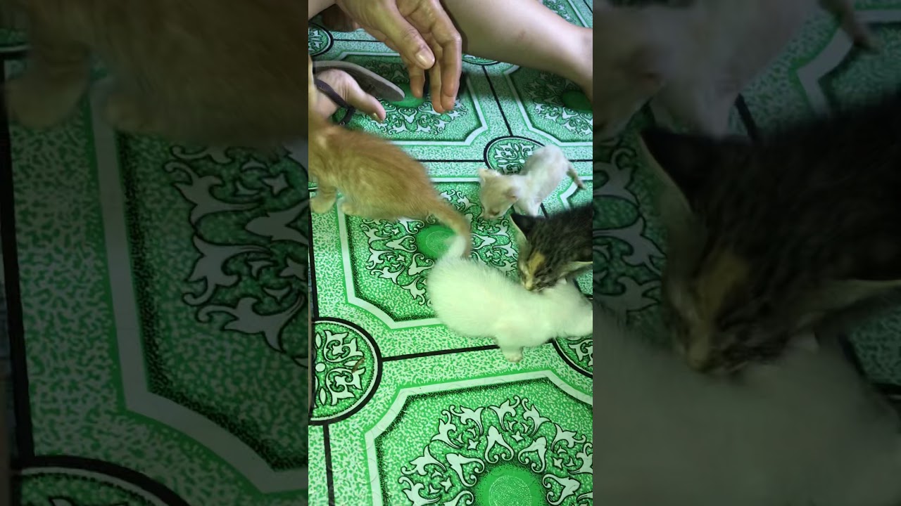 Caring Kittens Housepetscare