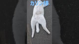 あの凶暴猫のカリン様が名前を呼べばしっぽでお返事 Ferocious cat #shorts