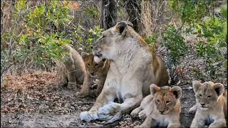 The Brave Lioness and Her Cubs in the Wild#LionessAndCubs