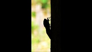 クマゼミが鳴く庭