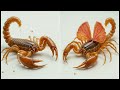 scorpion venom mystery बिच्छू का ज़हर इतना खतरनाक क्यों होता है mr hnt scorpion