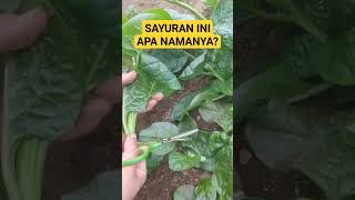 Petik Sayuran Segar Buat Dimasak