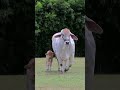 beauty of cows#shorts#viral #animals