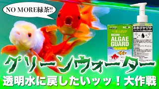 金魚【グリーンウォーター】透明水に戻す大作戦