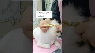 동글동글 곰돌이 귀 컷 #강아지 #댕댕이 #포메라니안 #곰돌이컷 #곰돌이