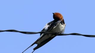 ツバメが長旅から帰って来ました Swallow