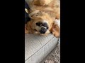 worlds scariest guard dog goldenretriever dog comedy