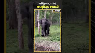 ಹರಿಪ್ರಿಯಾ, ವಸಿಷ್ಠ ಅಟ್ಟಾಡಿಸಿದ ಕಾಡಾನೆ! | Elephant Chasing Vasishtha Simha And Haripriya | Vistara News