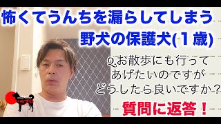 【質問に返答！】怖くてうんちを漏らしてしまう野犬の保護犬(1歳)「お散歩も行ってあげたいのですが、どうしたら良いですか？」　いぬプロ　inupro  犬プロ　イヌプロ  犬のしつけ　教育　悩み相談