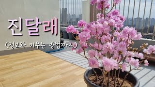 진달래 키우기 (꽃말, 효능, 철쭉과의 비교, 키우는 방법)