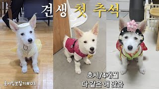 호시임보일기 #3 ㅣ입양문의 0건?? 4개월 강아지,한복 패션쇼,ㅣ1인가구 임시보호 #유기견임보 #유기견 #유기견임시보호 #강아지 #vlog