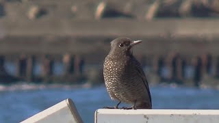 【野鳥観察】イソヒヨドリ（メス）Blue Rock Thrush　相模川河口　茅ヶ崎市側