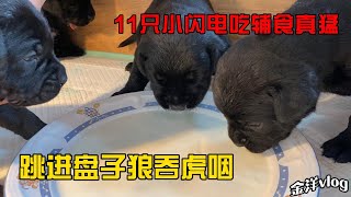 11只小闪电吃辅食真猛，跳进盘子狼吞虎咽，这下吃嗨了