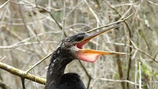 Anhinga Calling FYV