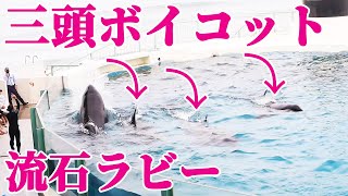 流石ラビー!!ララ・ラン・ルーナがボイコット・・・ 鴨川シーワールド シャチショー KamogawaSeaWorld