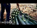 How Tequila Is Made