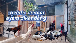 spill semua ayam dikandang #ayam #kandang #vlog #viralvideo