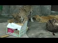 おやつタイム・ロン♂ 天王寺動物園のジャガー jaguar 20230504