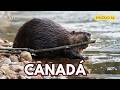 CANADÁ - VIDA SELVAGEM E MARAVILHAS NATURAIS