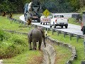 Why did the elephant cross the road?