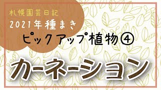 カーネーション…2021ピックアップ植物その4／札幌園芸日記