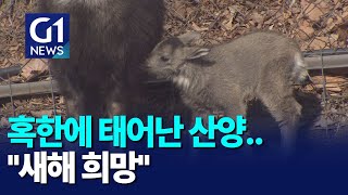 [G1뉴스]혹한에 태어난 산양..\