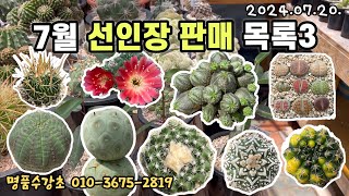 7월 선인장 아프리카식물3 (명품수강초, 오베사,브이투구,나탈렌시스)