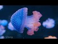 jellyfish aquarium dreams eliminate subconscious negativity • healing sleep music