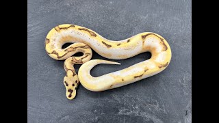 Incredible Calico Ball Python combos! What do these things look like as adults?