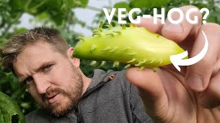 Is this the Weirdest UNUSUAL Vegetable? The Achocha! Easy to Grow