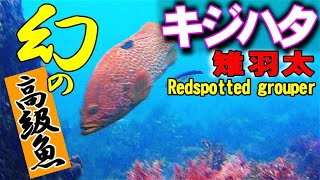 【 キジハタ 】夏の風物詩アコウ　Epinephelus akaara