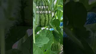 小玉スイカ　着果確認　定植から49日目　畝間にあったトウモロコシ撤去し防草シートと足置き用のプランター設置 #Shorts