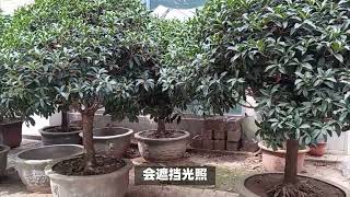 门前不栽桂花树，你知道其中的奥秘吗？