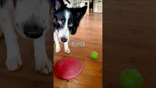 【狗子日常】 养边牧生活be like #dogshorts #colabordercollie #边牧