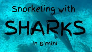 Snorkeling with SHARKS in Bimini