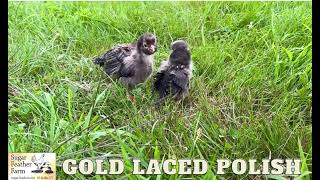 Gold Laced Polish Chicks