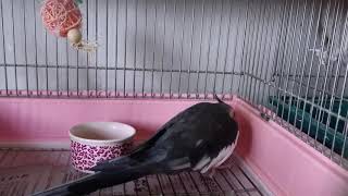 オカメインコ、ケージをコンコンからのさえずり