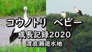 2020年コウノトリの赤ちゃん成長記録 誕生～7月9日まで(渡良瀬遊水地)　Stork baby growth record