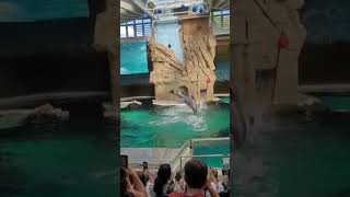 Dolphins Jumps Outside Water#dolphin #dolphinshow #wateranimals #zoo