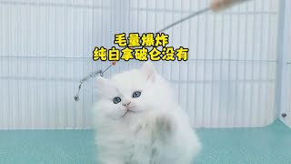 快看看纯白拿破仑矮脚猫你们真的买对了吗？